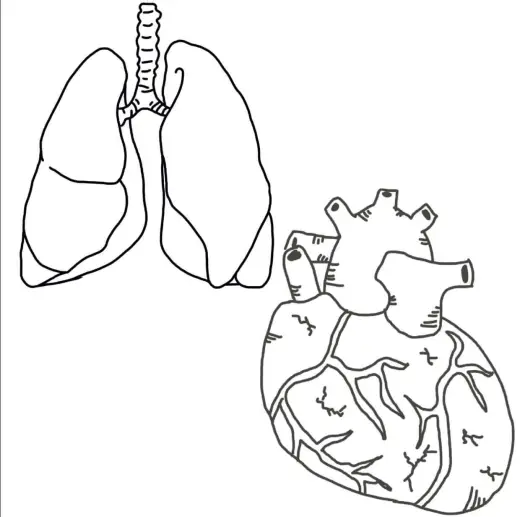 Free brush of heart and lungs — Procreate brush