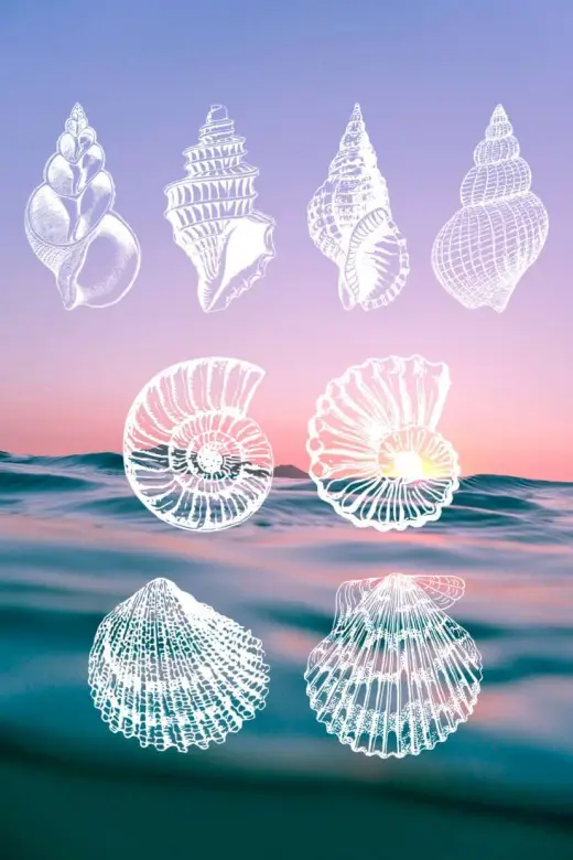 Free Seashell Stamps — Procreate brush