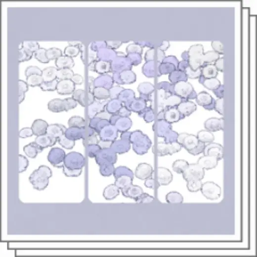 Pompom-shaped double-petaled daisies — Clip Studio Paint brush