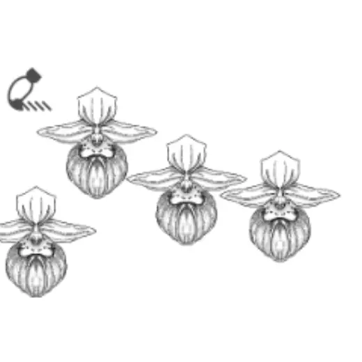 Showy Lady Slipper — Clip Studio Paint brush