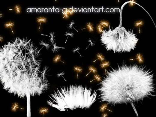 Dandelion Brushes — Procreate, Photoshop & Krita brush