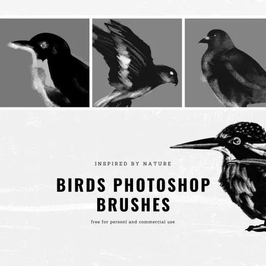 Birds Photoshop Brushes — Procreate, Photoshop & Krita brush