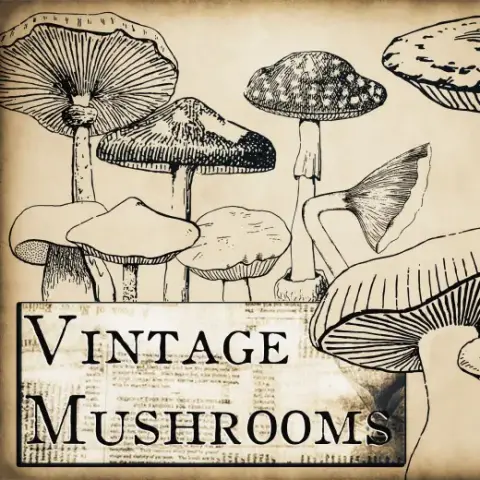 Vintage Mushrooms Brushes — Procreate, Photoshop & Krita brush