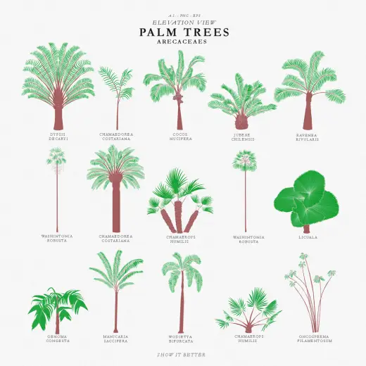 Palm Trees Pack + Photoshop Brushes — Photoshop brush