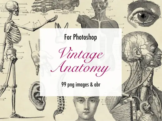 【Photoshopブラシ】VintageAnatomy ビンテージ解剖学 99枚【png,abr】 — Photoshop brush