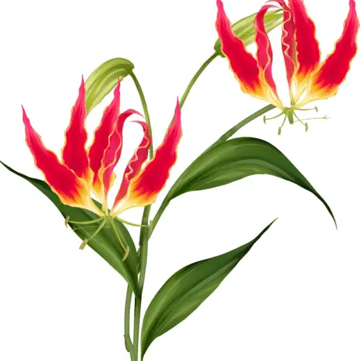【無料】clip studio用／10分で描けるグロリオサ — Clip Studio Paint brush