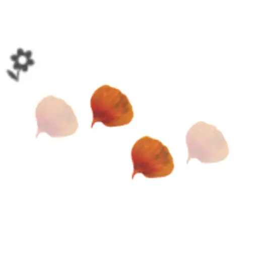 Nasturtium Flower Petal (Brush) — Clip Studio Paint brush