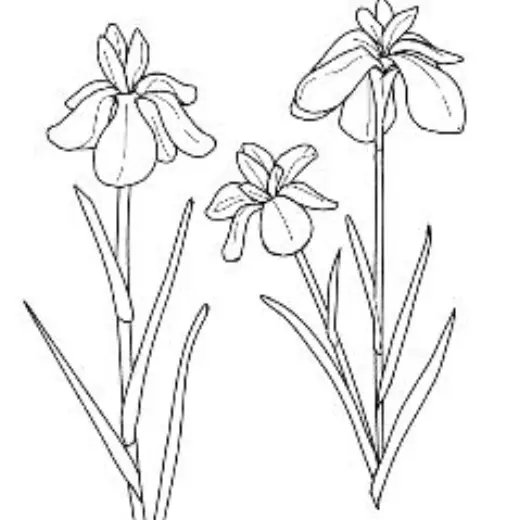 Iris brush — Clip Studio Paint brush
