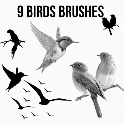 9 Bird Brushes — Procreate, Photoshop & Krita brush