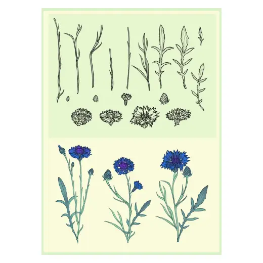 Cornflower Creator Brushes — Procreate, Photoshop & Krita brush
