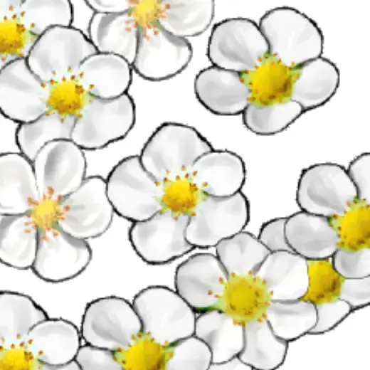 딸기꽃(strawberry flower) — Clip Studio Paint brush