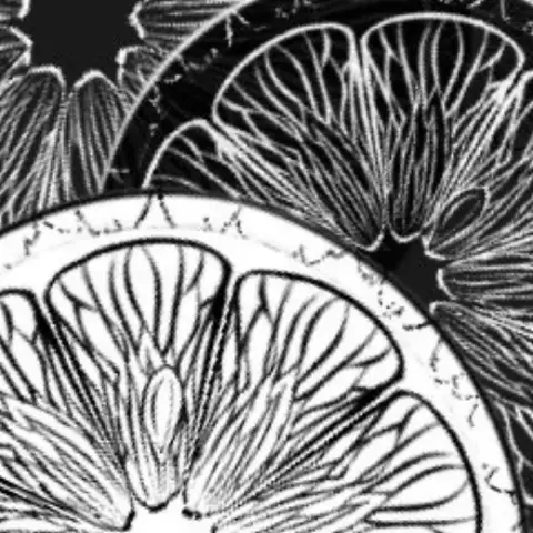 Lemon rings — Clip Studio Paint brush
