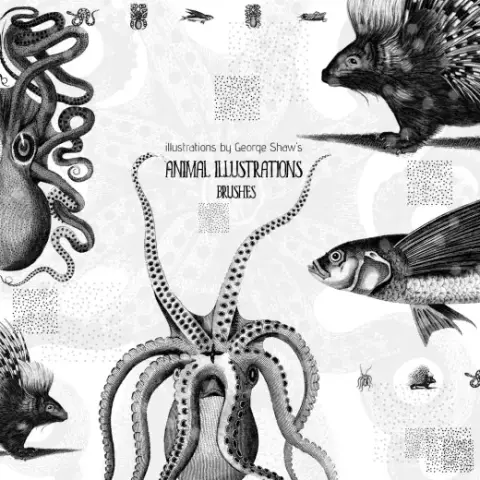 CC0 Animal Illustrations Brushes — Procreate, Photoshop & Krita brush